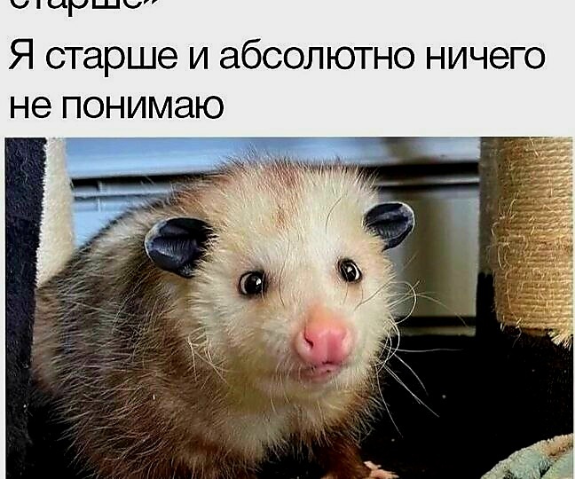 23 залипательных мема для отличного настроения и 1 история о неловких моментах. Отборная коллекция мемов и картинок за 8.07.2026 год