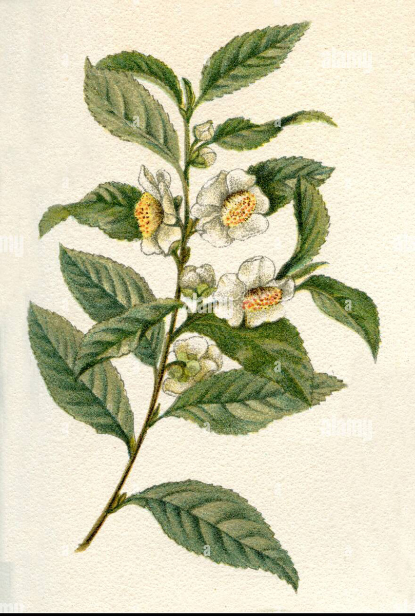 Camellia sinensis, 1900г