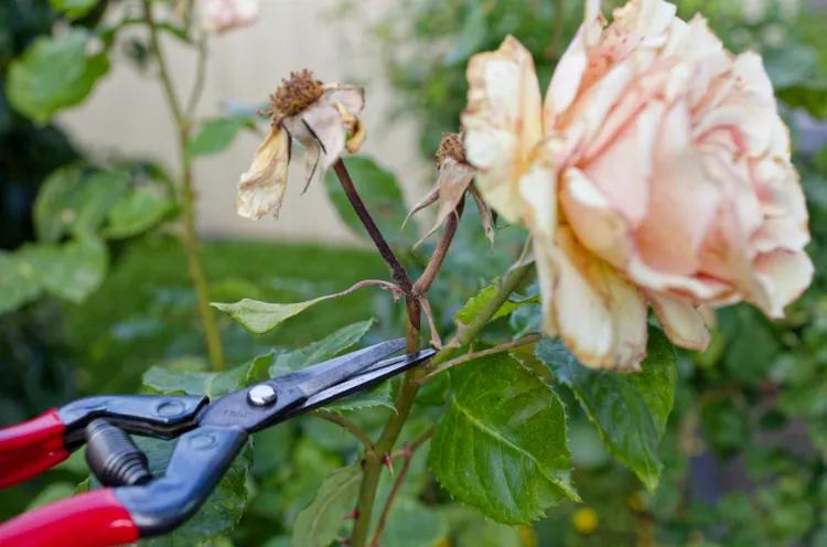 🌹 Не спешу обрезать розы после первой волны цветения. Есть одна деталь, которая помогает дождаться второй волны бутонов