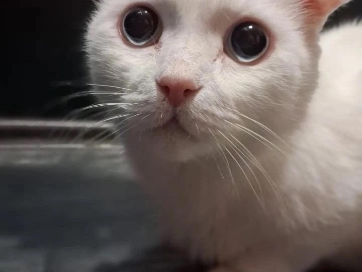 🆘НУЖЕН ВЛАЖНЫЙ КОРМ ДЛЯ КОШКИ С ДИАБЕТОМ🆘