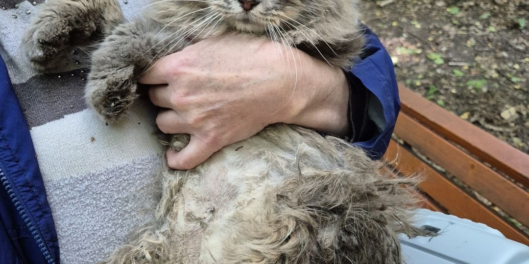 Утро должно начинаться не так. Давно мы такого у котов не видели