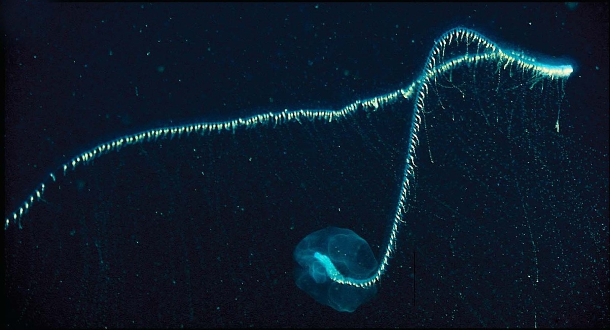 � NOAA