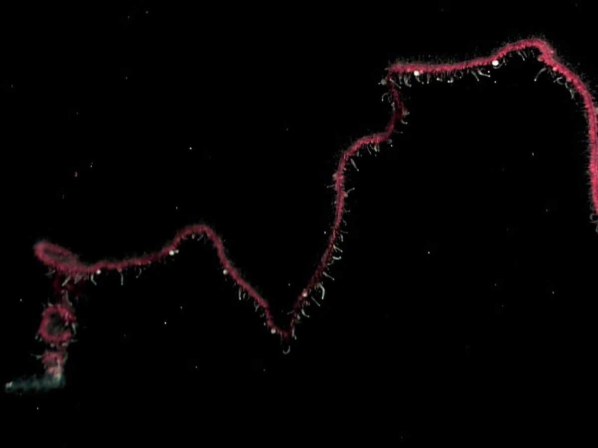 � NOAA