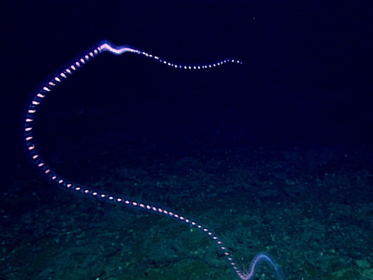� NOAA
