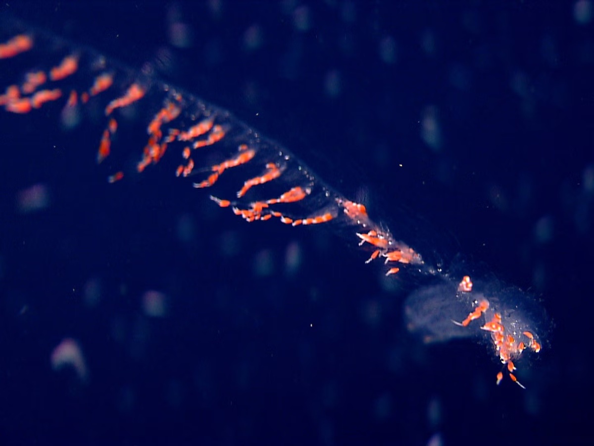 � NOAA