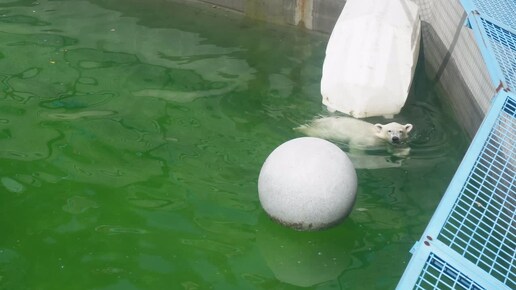 Умка играл в бассейне когда в воду вошла Герда. 06.07.2026