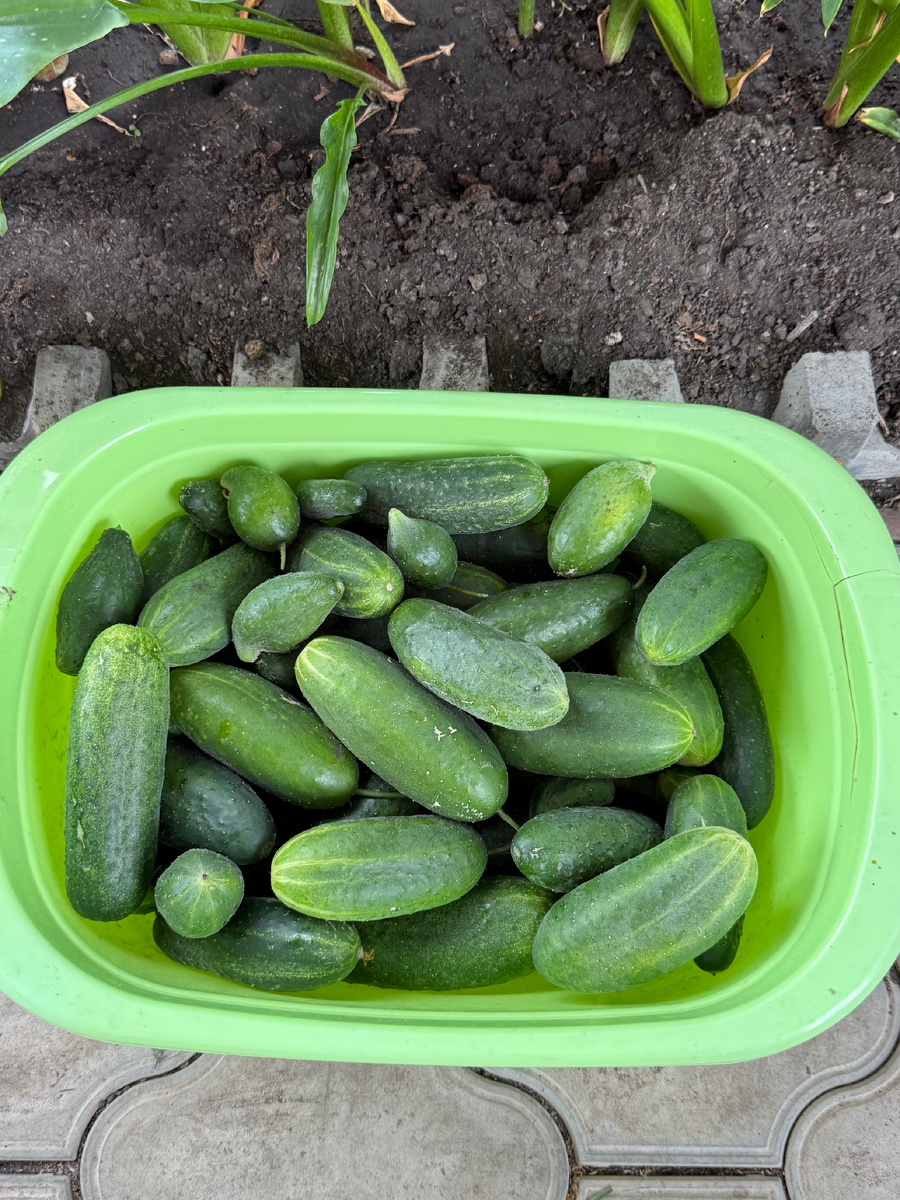 🥒