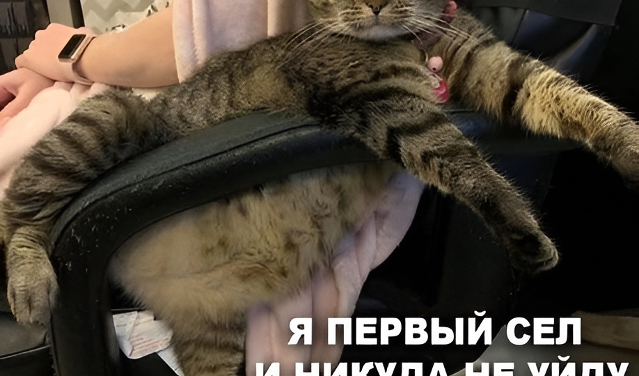 Мемы с котиками для отличного настроения: 15 смешных фото, почему котики как жидкость