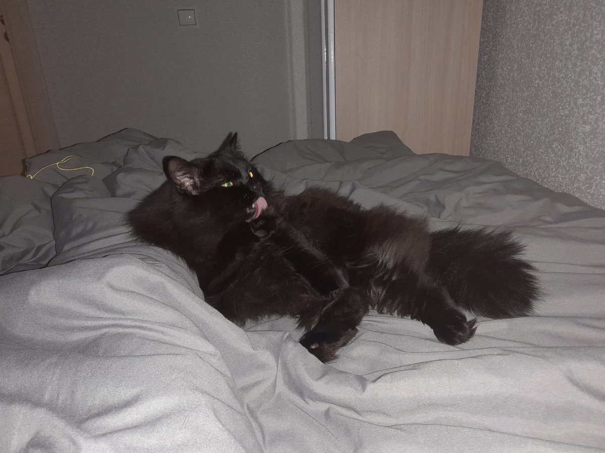 Всего два поглаживания — а он уже десять минут лежит, вылизывается и поправляет шерсть. Видимо, я испортила его укладку. Теперь я знаю, кто в доме главный эстет.