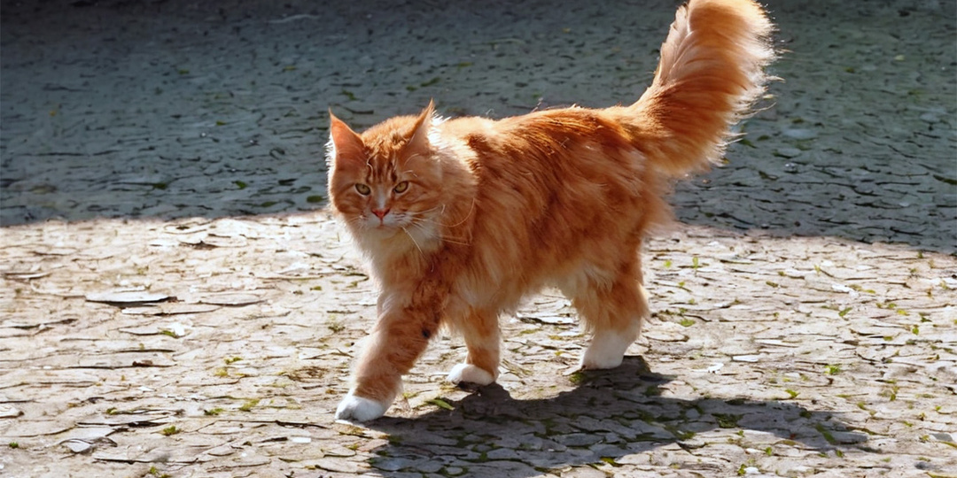 Кошкин угол