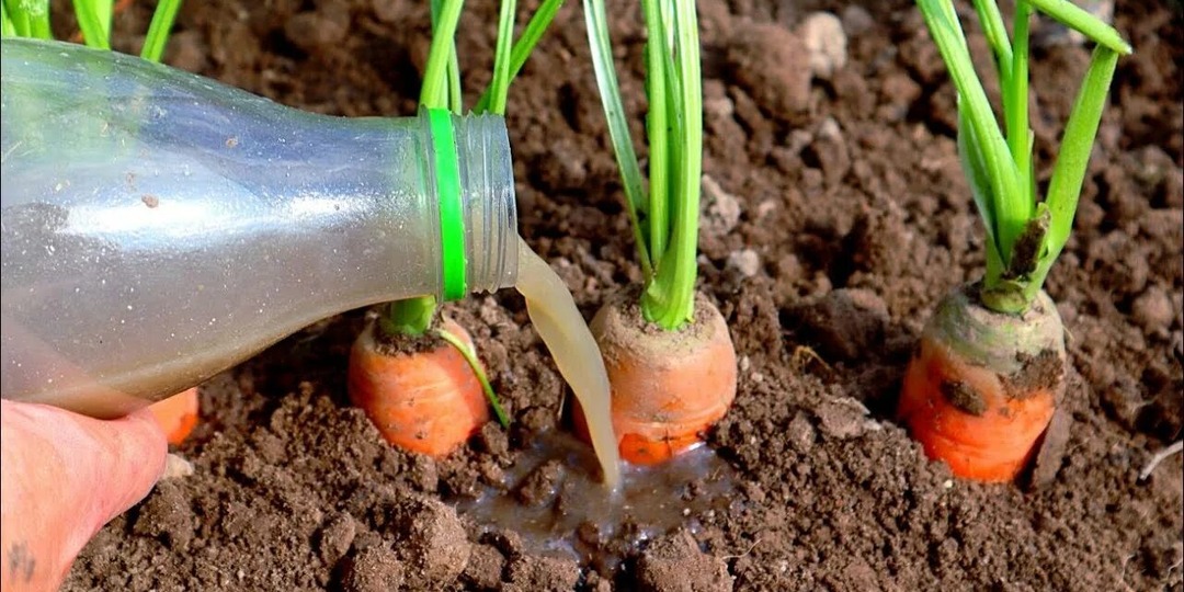 Чем подкормить свеклу и морковь в июле для хорошего урожая?