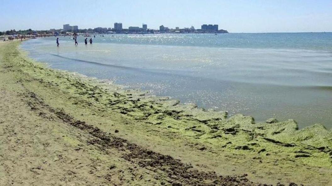 Цветущее море в Анапе. Источник: https://img.tsargrad.tv/cache/8/0/38_w720h405fill_2.jpeg/w1056h594fill.jpeg
