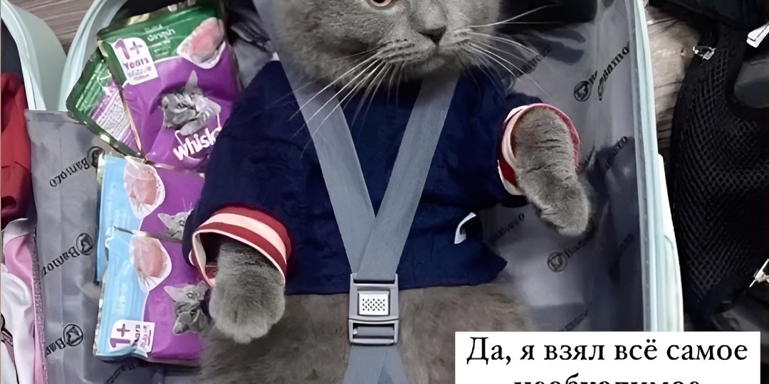 Мемы с котиками для отличного настроения: 15 смешных фото, почему у кошек уши-локаторы