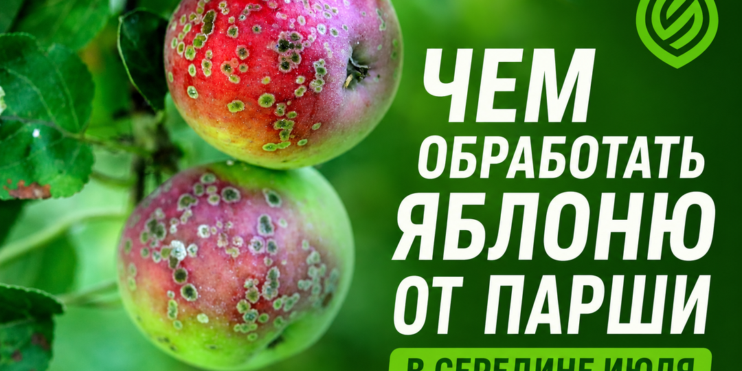 Чем обработать яблоню от парши в середине июля