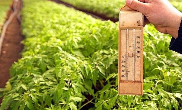 Как спасти урожай овощей в условиях аномальной жары