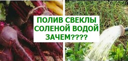 Как и зачем поливать свеклу соленой водой в конце лета