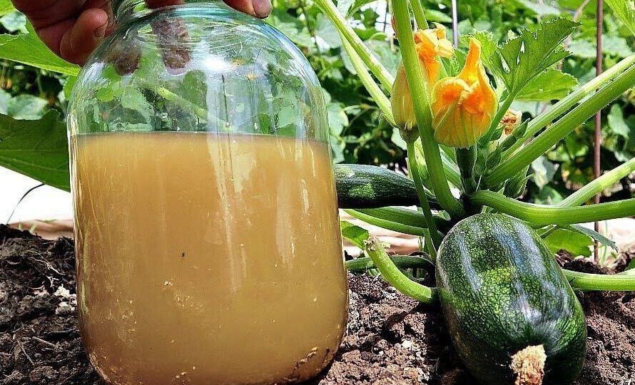 Чем подкормить кабачки для плодоношения и почему куст порой не реагирует на удобрения