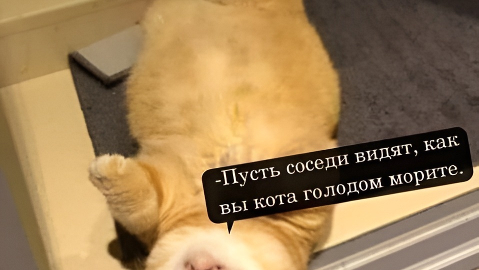 Мемы с котиками для отличного настроения: 15 смешных фото, почему котики игнорирует лежанку