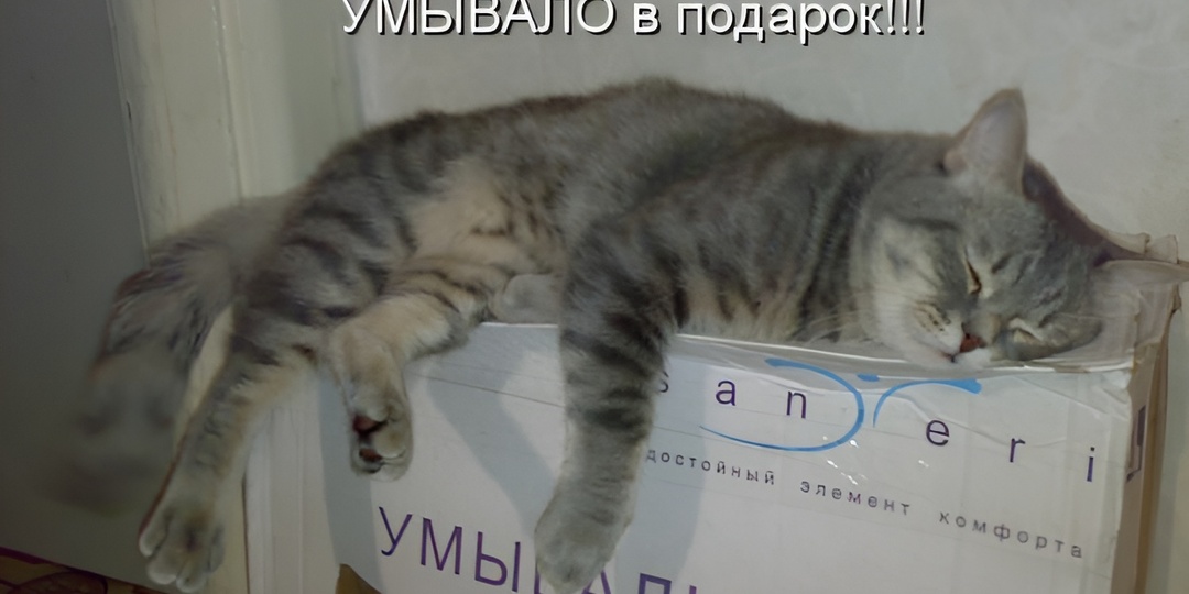 Мемы с котиками для отличного настроения: 15 смешных фото, почему котики мурлыкают