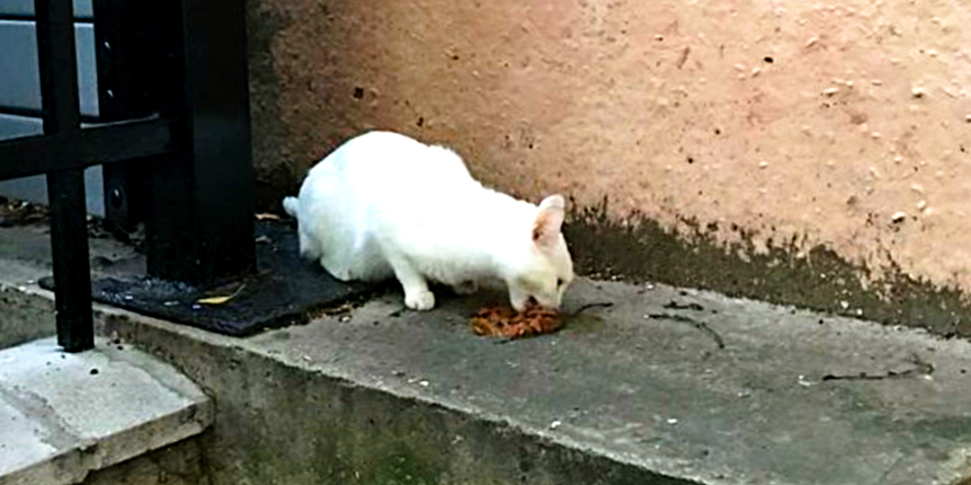 Кошка бежала следом и жалобно кричала, но женщина не могла ее взять