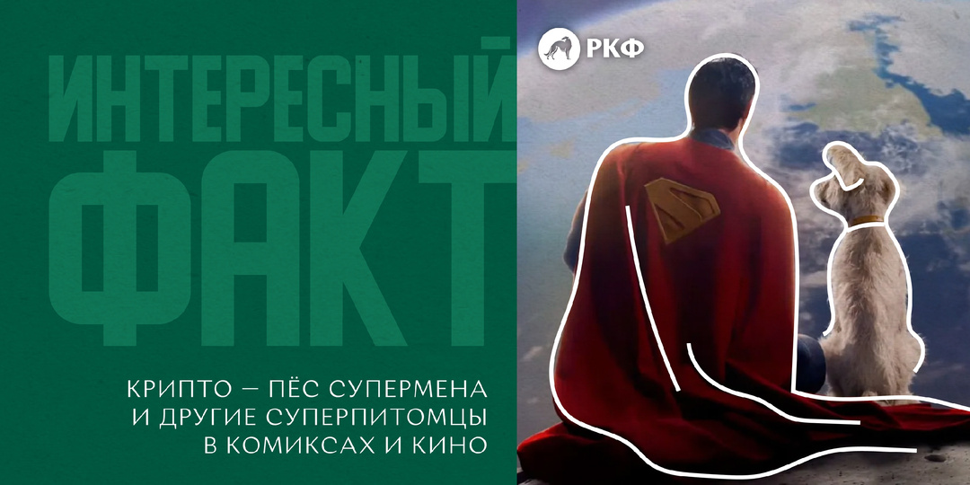 Интересный факт: Крипто — пёс Супермена и другие суперпитомцы в комиксах и кино