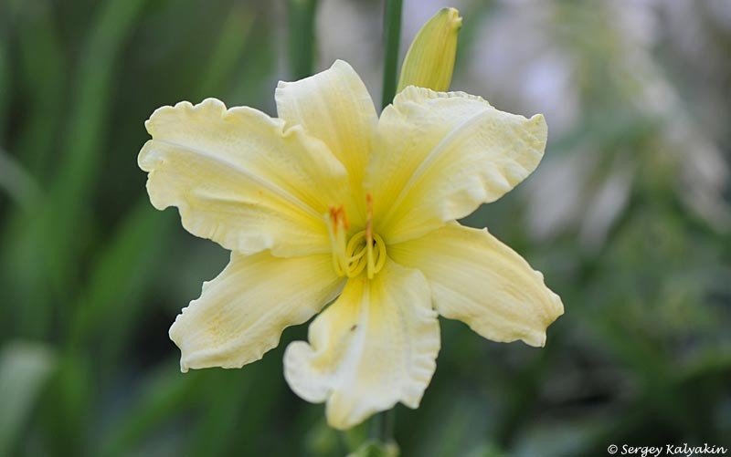 Лилейник So Lovely