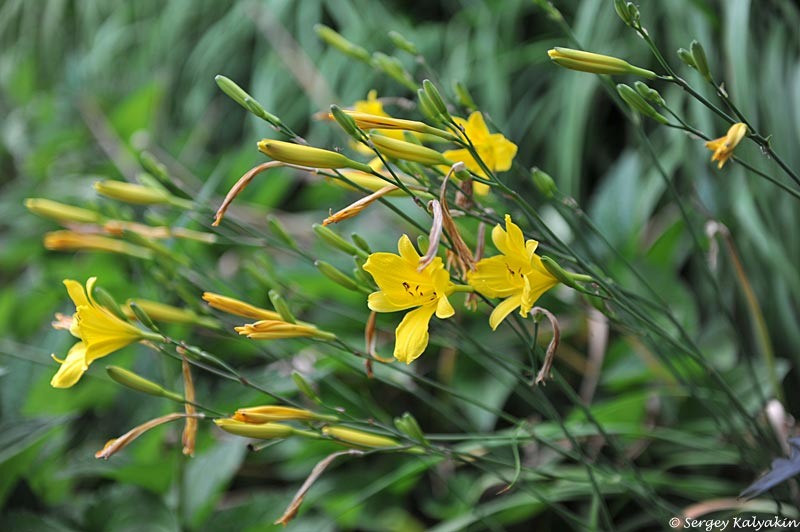 Лилейник Stella d'Oro