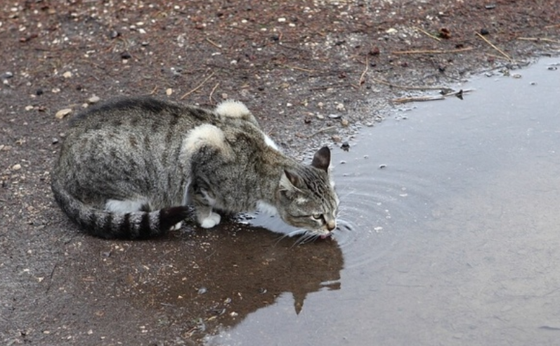 Кошка пьет из лужи