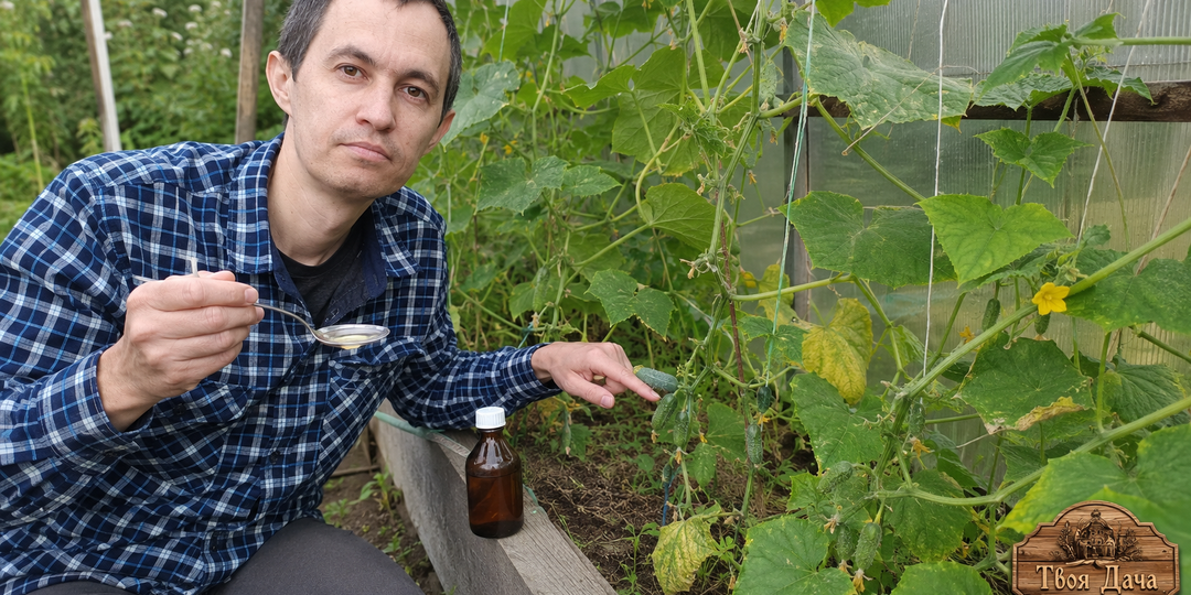 🥒 Огурцы не растут в июле? 1 ложка данного средства из аптеки — и плети растут на 30 см за ночь!