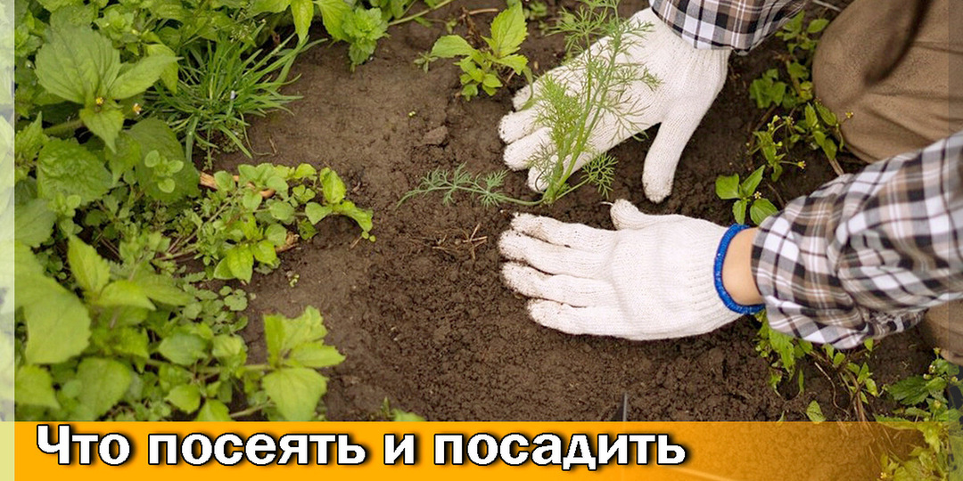Сеем в июле — собираем в сентябре: какие растения посеять в июле - выбираем культуры для второй волны плодоношения