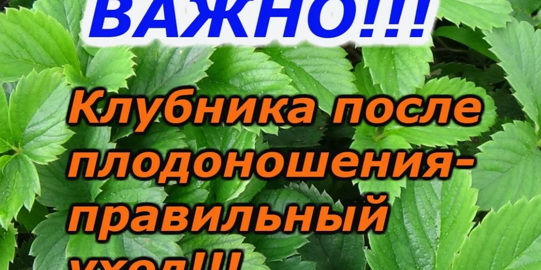 Что делать с клубникой после плодоношения: личный опыт и проверенные методы