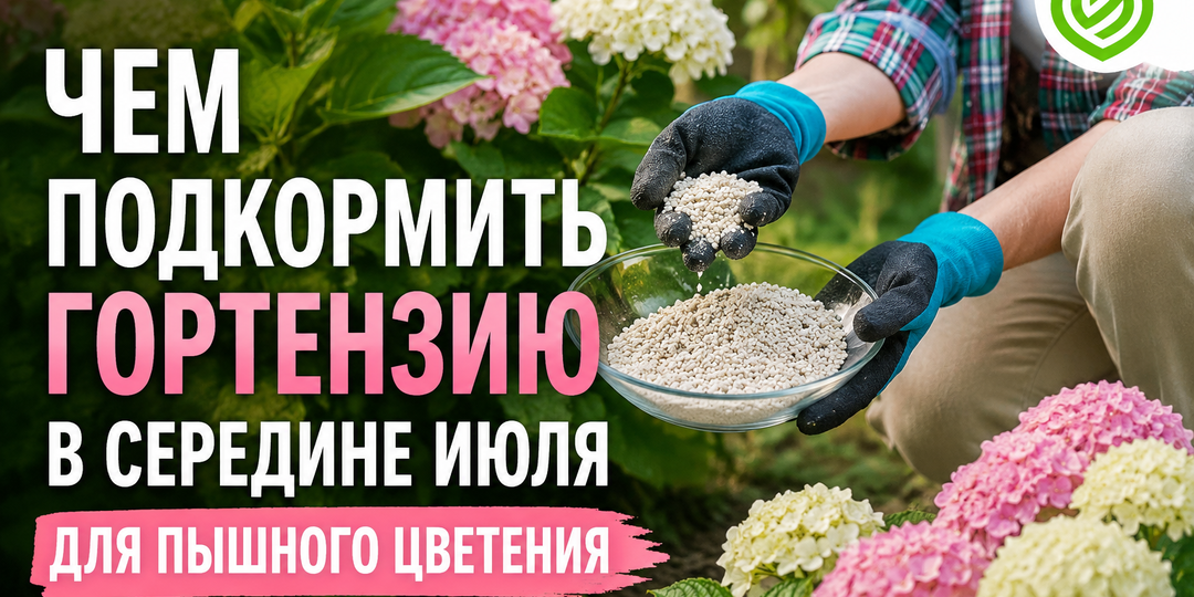 Чем подкормить гортензию в середине июля для пышного цветения