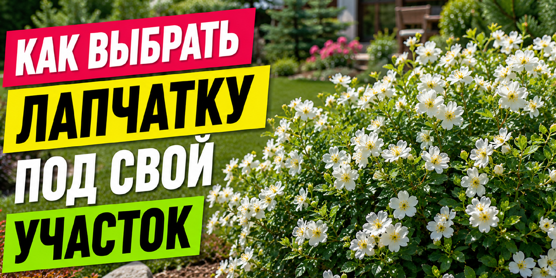 5 ошибок при выборе лапчатки кустарниковой, из‑за которых саженец слабо растёт