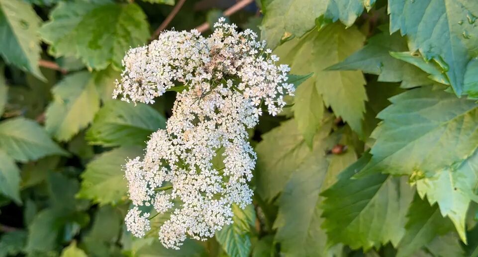 Сорняки, которые жалко выбрасывать: что можно приготовить и как использовать