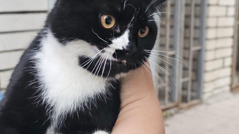 Холеный котик посреди улицы