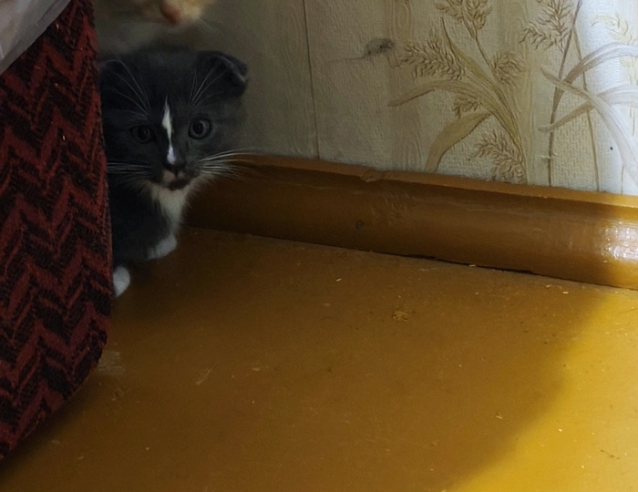 Вислоухие котята