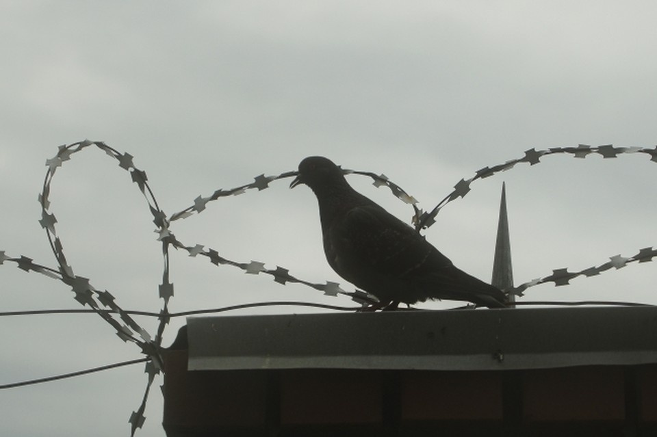    Фото - из архива КП