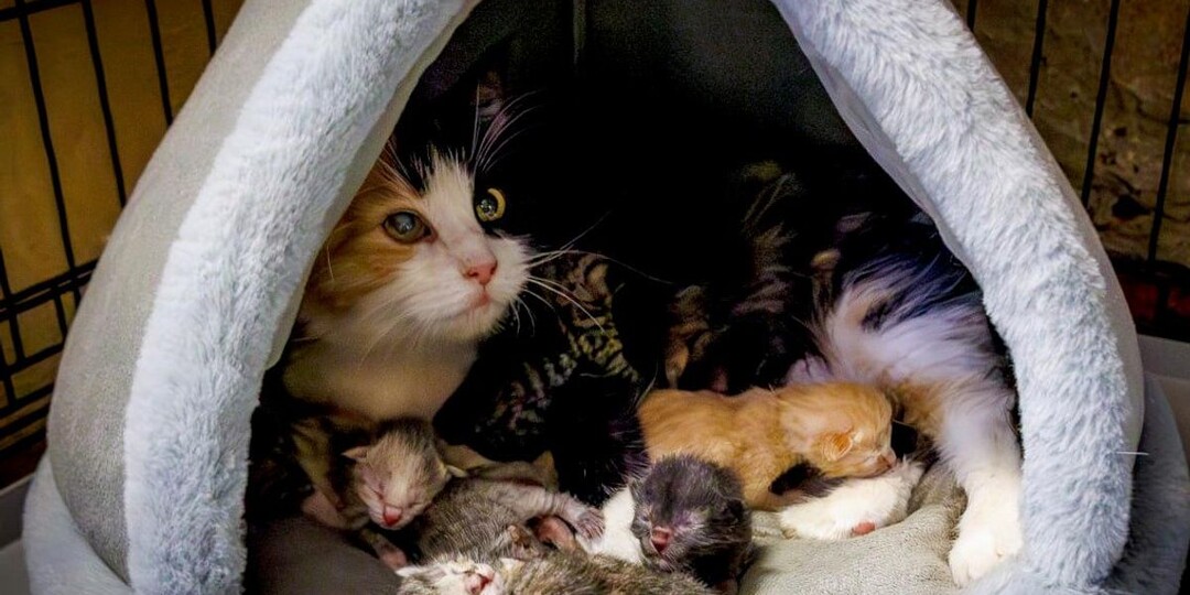 Эрмитажная кошка родила шестерых котят