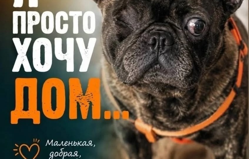 Друзья, ищет семью бульдожка по имени #Судьба@frenchbull_help