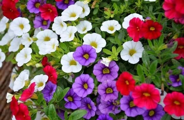 Петунии в июле: три подкормки, чтобы цвели как сумасшедшие 🌸💪