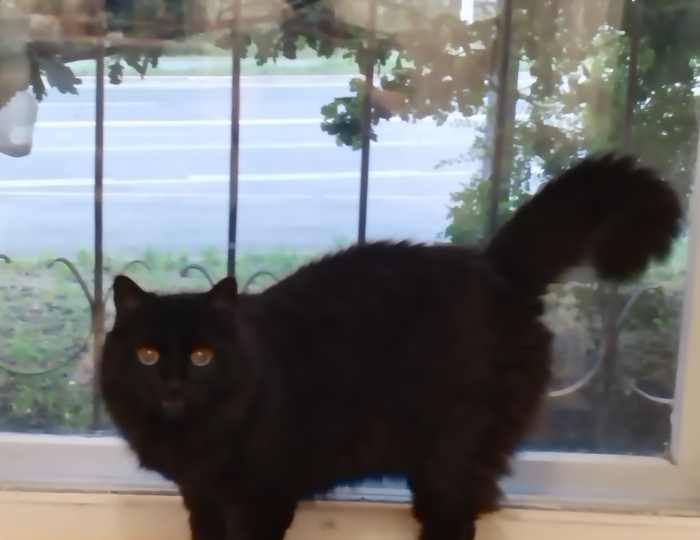 Ищу дом котам