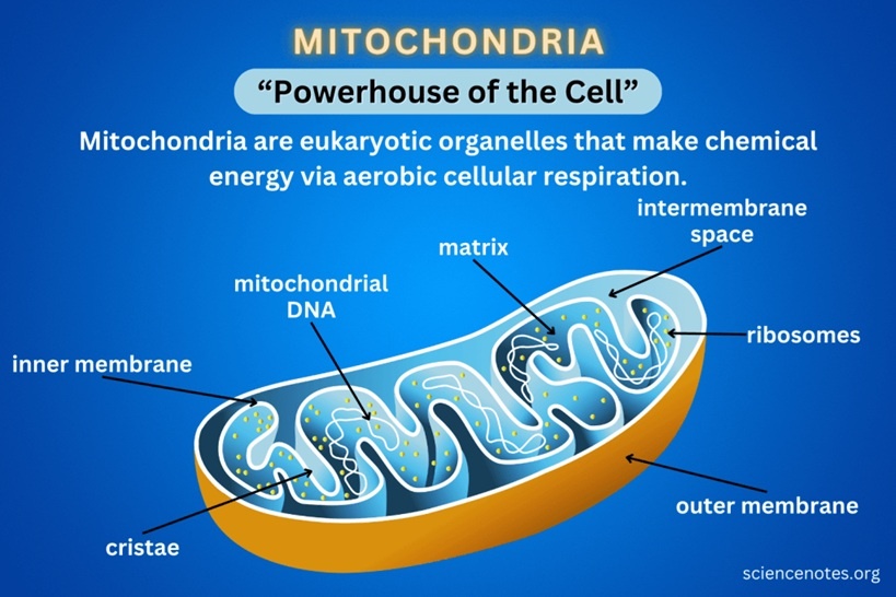 https://sciencenotes.org/📷Митохондрия.