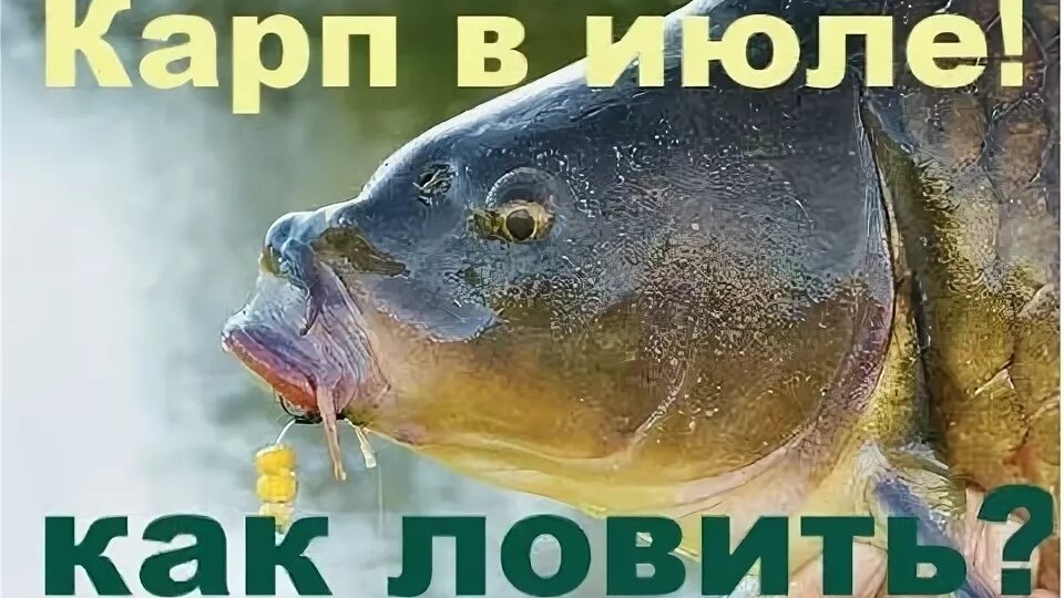 КАК НАЙТИ И ПОЙМАТЬ КРУПНОГО КАРПА: 3 ГЛАВНЫХ ПРАВИЛА