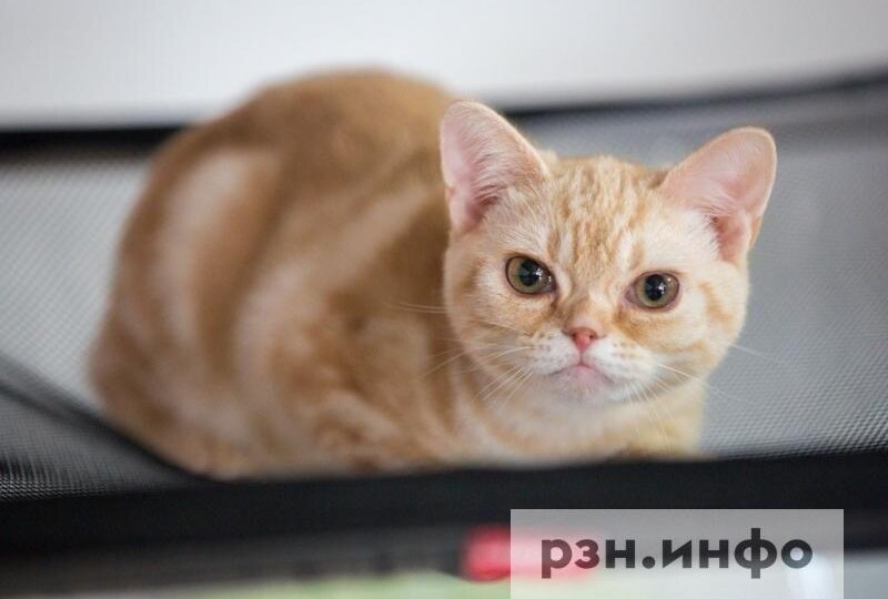 В Рязани перенесли выставку бездомных животных