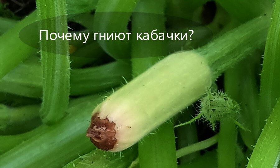 5 скрытых сигналов — почему гниют кабачки и как это исправить за 24 часа