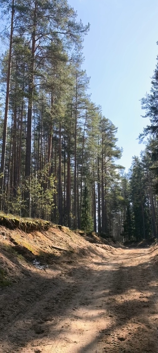 Лес. озеро Красное