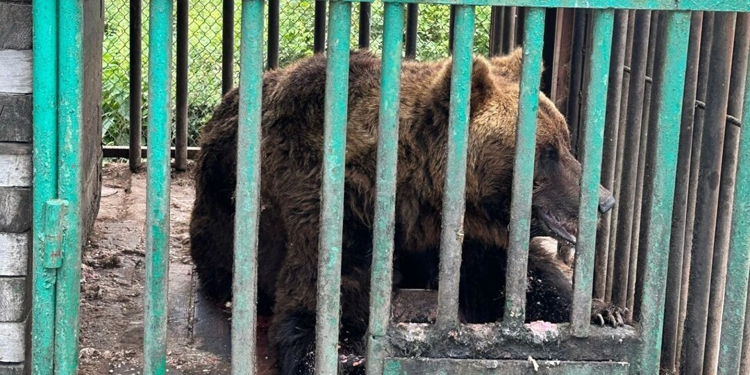 Медведь 16 лет живет в клетке у кафе на трассе — люди просят его забрать, но некуда