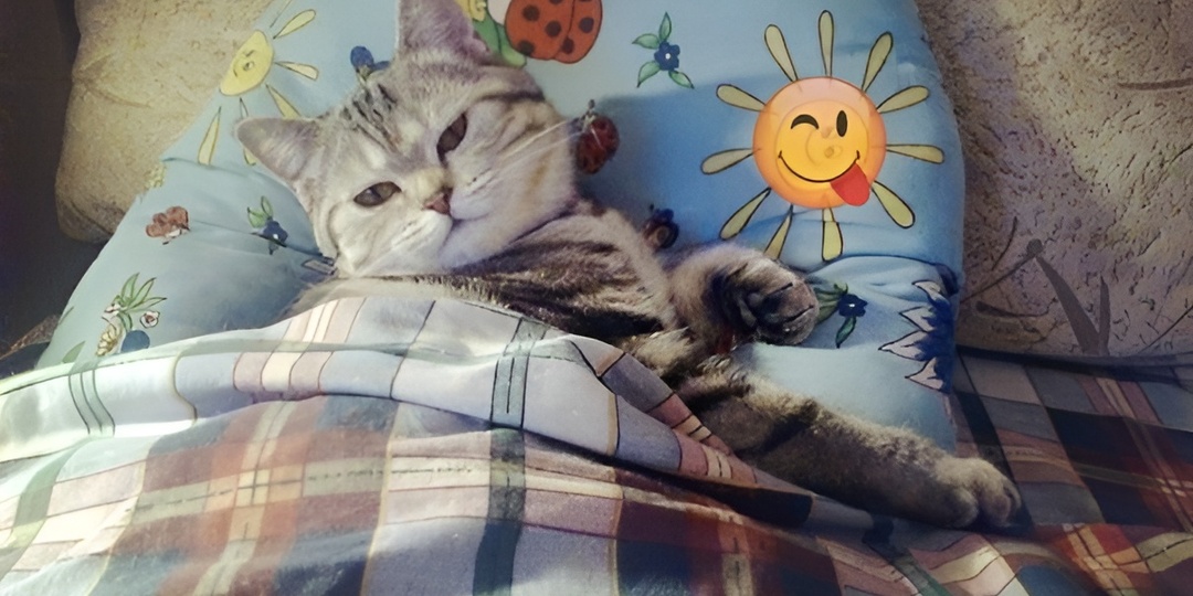 Мемы с котиками для отличного настроения: 15 смешных фото, почему котики сбрасывает всё со столов