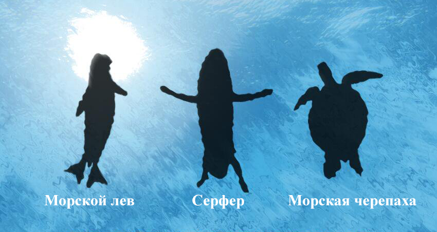 На картинке ниже приведен вид на серфера, морскую черепаху и морского льва из воды. Так их видит и акула, которая хочет полакомиться.