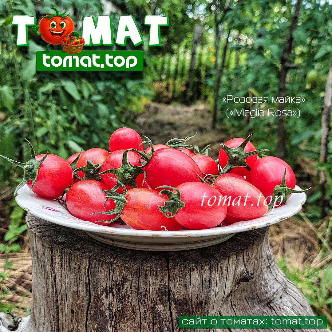 🍅 Томатный сезон набирает обороты — начинается самое интересное и вкусное! 😊